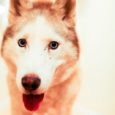 Abby, my husky of 15 years is suffering from Anal Sac Tumor Cancer. Right now she’s been on a cancer diet fighting to live. She has turned 3 days to […]