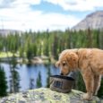 Coalatree.com The Hound Basin Keychain water bowl packs into practically nothing. It’s lightweight and the ultimate convenience for any adventure with your pooch. The Hound Basin features a loop with […]