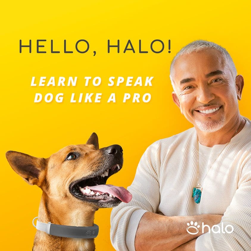Halo Collar with Cesar Millan Review