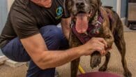 Unlocking Pet Wellness: The Five Pillars of the Coerenza Approach Thecoerenzaapproach.com Primepetrehab.com About the Guest(s): Dr. Tom Walsh is a veterinarian and specialist in animal physical therapy, the founder of [&hellip;]