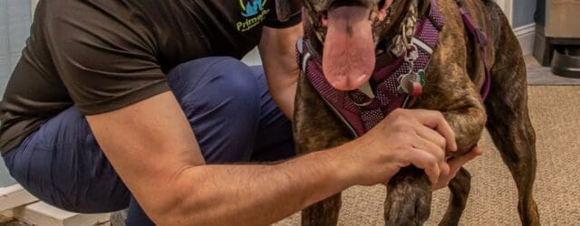 Unlocking Pet Wellness: The Five Pillars of the Coerenza Approach Thecoerenzaapproach.com Primepetrehab.com About the Guest(s): Dr. Tom Walsh is a veterinarian and specialist in animal physical therapy, the founder of [&hellip;]