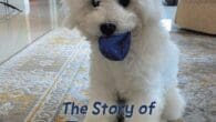 The Story of Paco by Lynne Andia https://www.amazon.com/Story-Paco-Lynne-Andia/dp/B0FJQB46MR How does he feel about the changes in his life? Paco, a bichon frise, tells the story of his life from his [&hellip;]