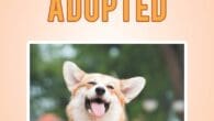 Snook-A-Pie Gets Adopted by Nancy Ure Douglass LSW https://www.amazon.com/Snook-Pie-Adopted-Nancy-Douglass-ebook/dp/B07L1KC5RK This is a fun interactive book that explores the concept of open adoption via a Welsh Corgi puppy named Snook-a-Pie. It [&hellip;]