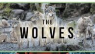 The Arrow, the Wolves, and the Guardians by Charles L. Hay https://www.amazon.co.uk/Lifes-Little-Pebbles-Quotable-Quotes/dp/1467882011 It is early in the morning during the second week of elk hunting season in Montana as Harold [&hellip;]